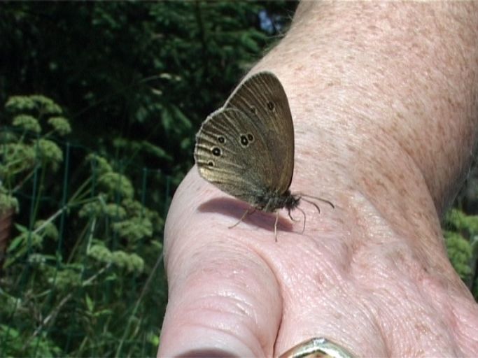 Brauner Waldvogel ( Aphantopus hyperantus ), Flügelunterseite : Kaiserstuhl, 13.07.2006